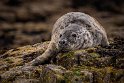 016 Farne eilanden, zeehond